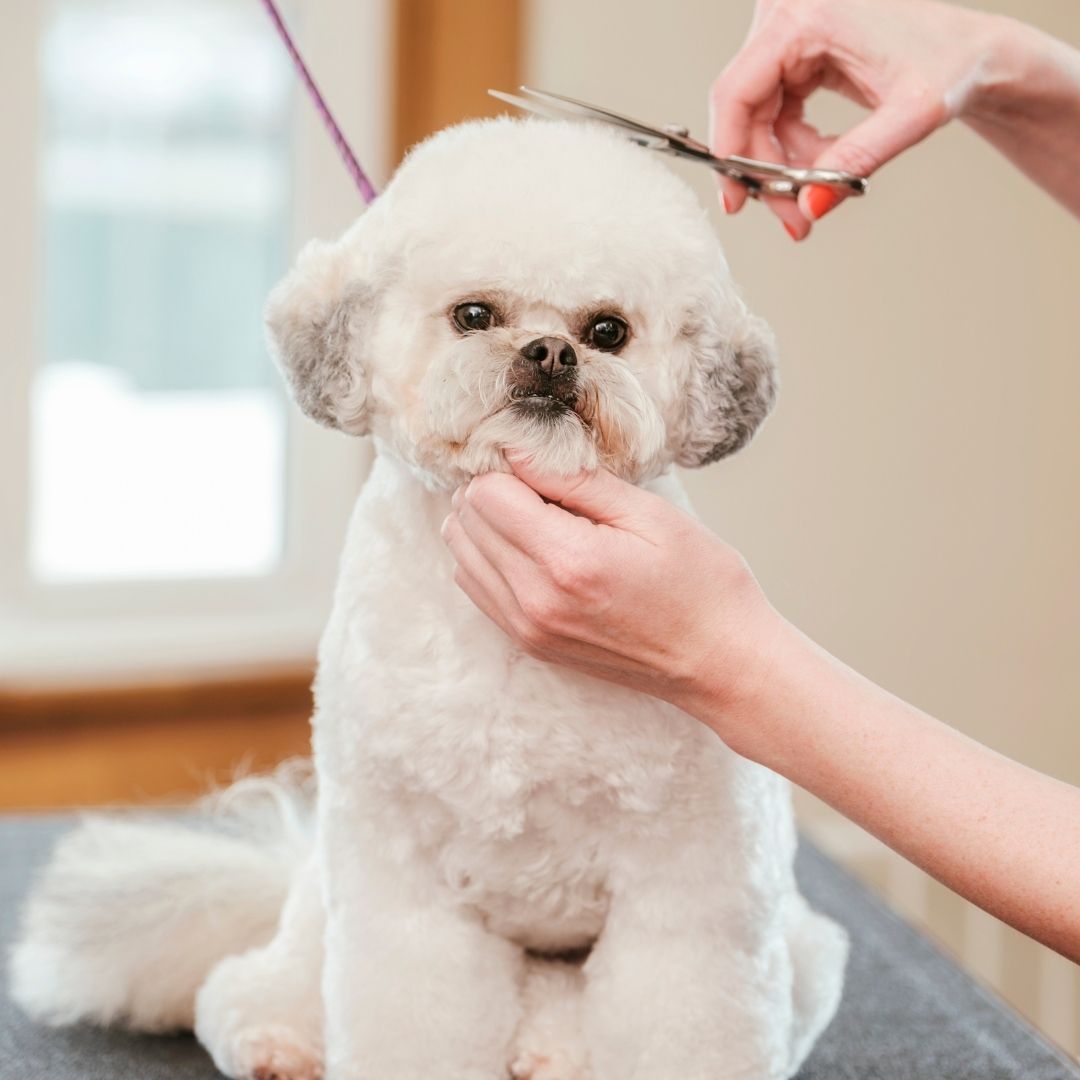 Matsui Rose Gold Offset Dog Grooming Scissor (3534878998633)