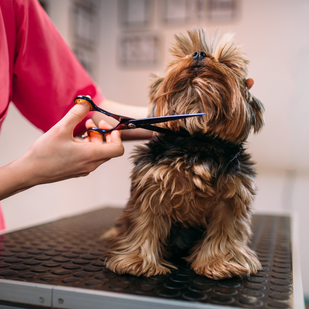 Sozu Ball Tip Dog Grooming Scissor Rainbow (6552187797538)
