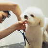 Matsui Matte Black Dog Grooming Scissor &amp; 24 Tooth Texturiser Combo (3534879326313)