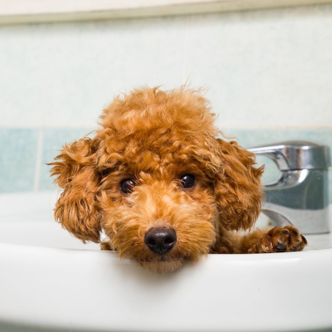 Matsui Matte Black Ball tip Dog Grooming Scissor (3534879522921)