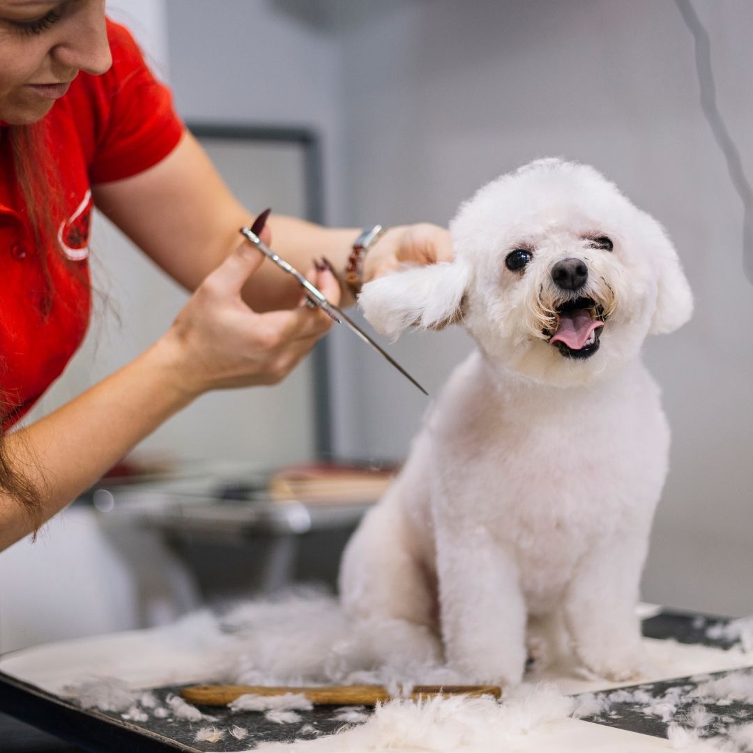 Matsui Rose Gold Dog Grooming Scissor &amp; 24 Tooth Texturiser Combo (3534878507113)