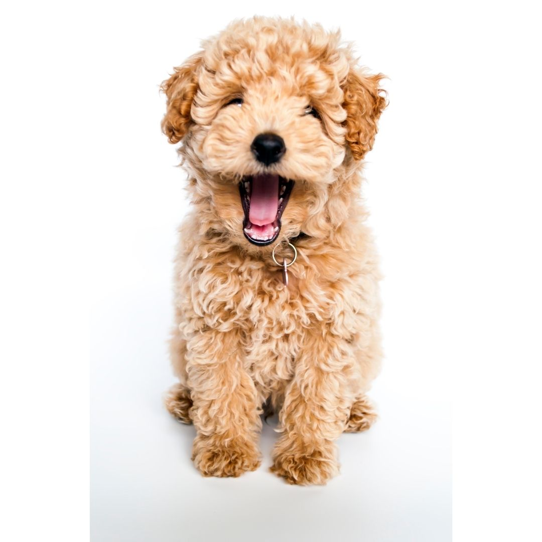 Matsui Matte Rose Gold Ball tip Cutting Scissor (3534878933097)