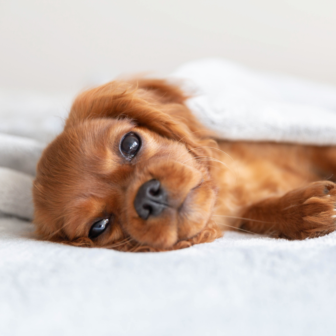 Sozu Flo Silver Dog Grooming Scissor (6553190694946)