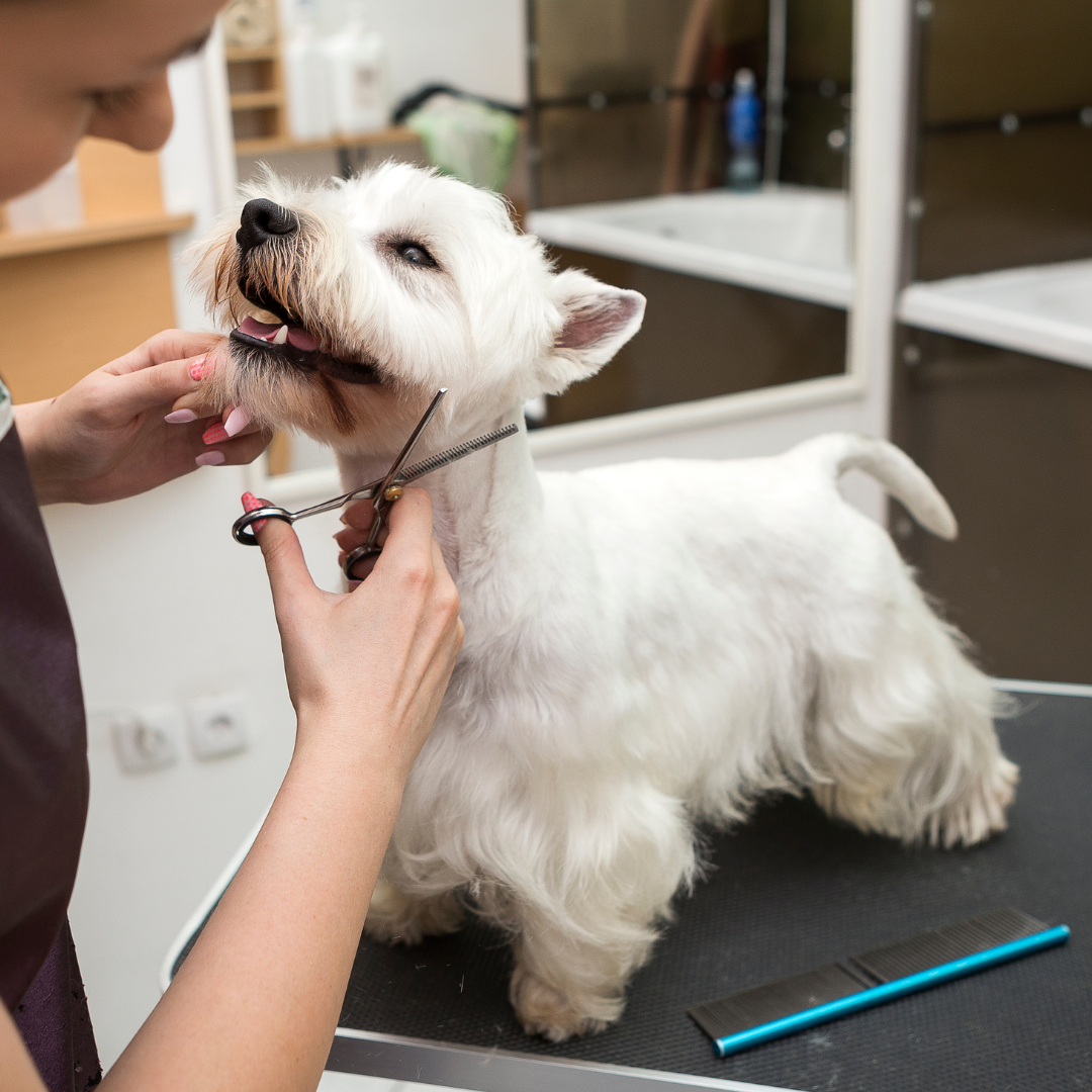 Matsui Matte Black 30 Tooth Thinning Dog Grooming Scissor (3534879457385)