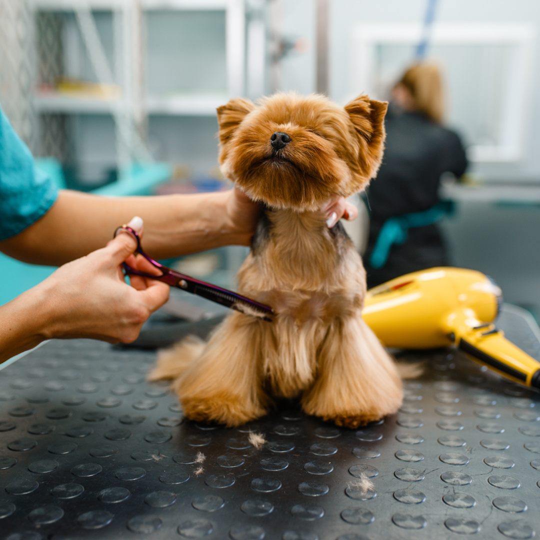 Sozu Ball Tip Dog Grooming Scissor Rainbow (6552187797538)