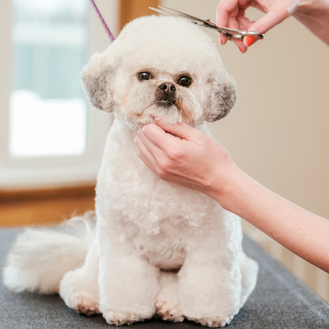 Sozu Curved Dog Grooming Scissor Rose Gold (6553201082402)