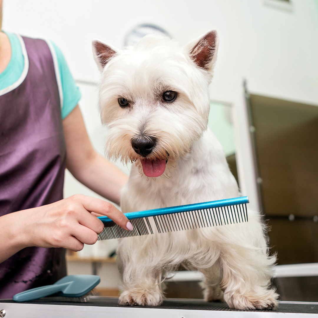 Sozu Flo Ball Tip Dog Grooming Scissor Silver (6553186107426)