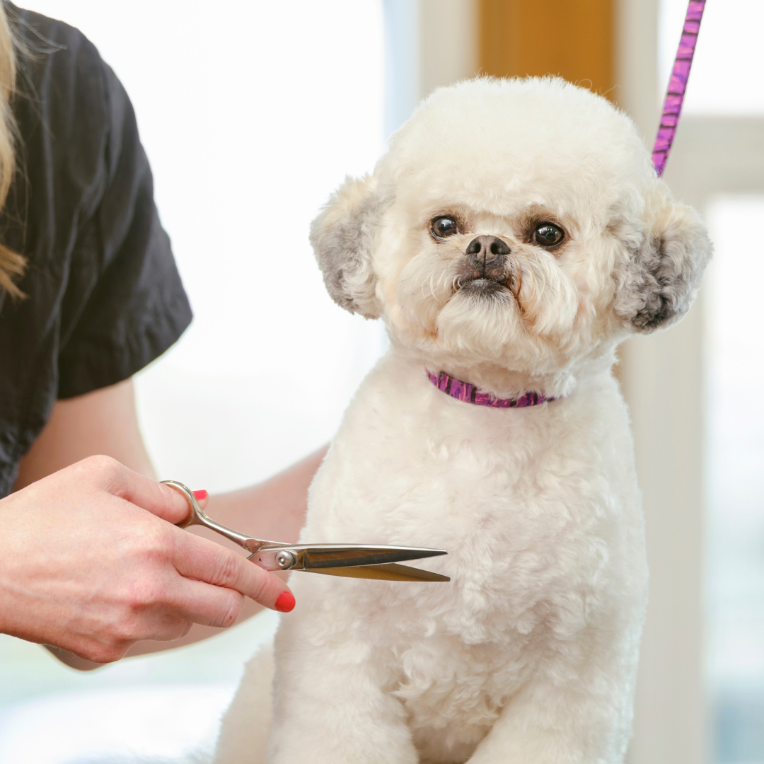 Matsui Matte Black Offset Dog Grooming Scissor (3534879621225)