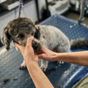 Sozu Flo Thinning Dog Grooming Scissor Black (6553212256290)