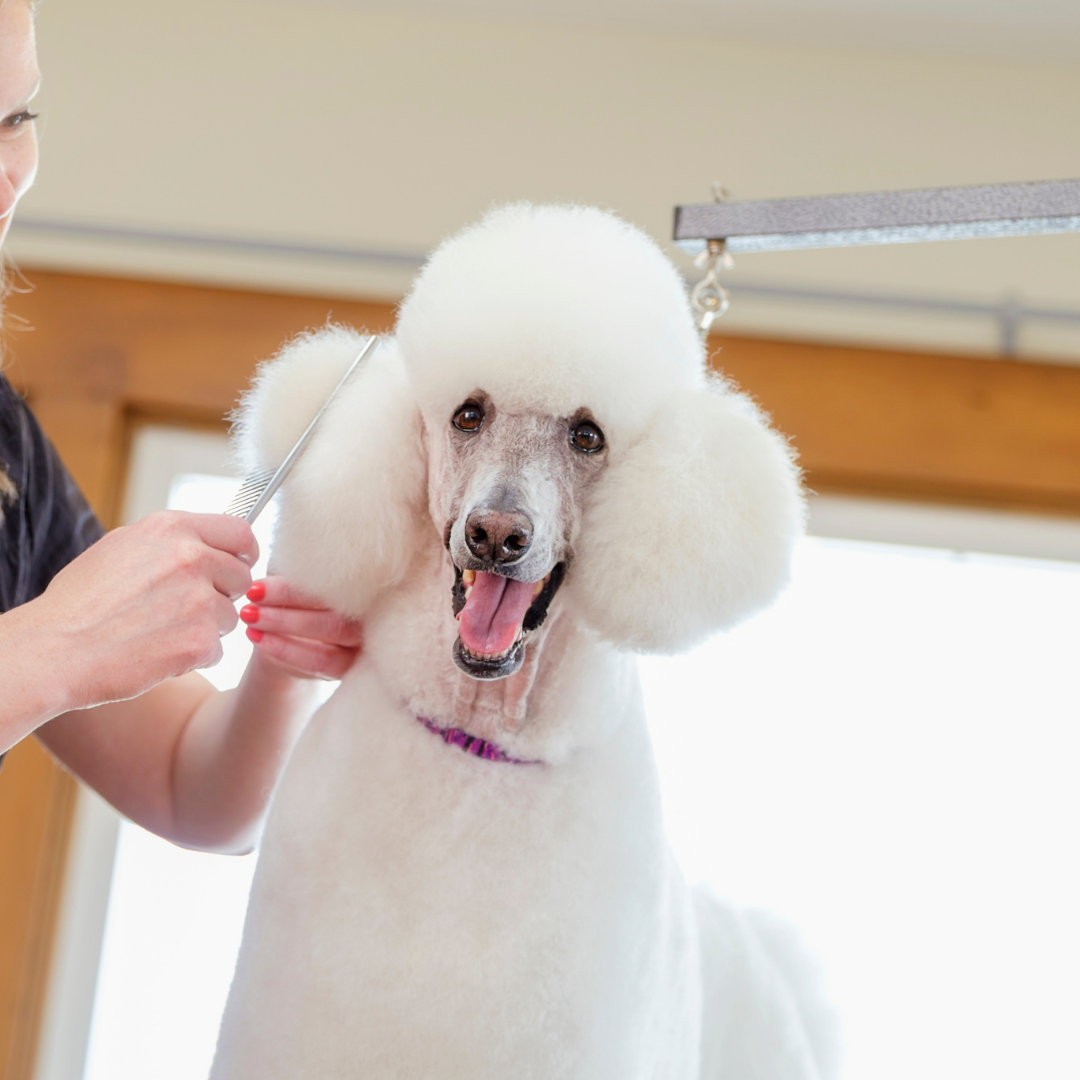 Matsui Curved Dog Grooming Scissor (3534877884521)