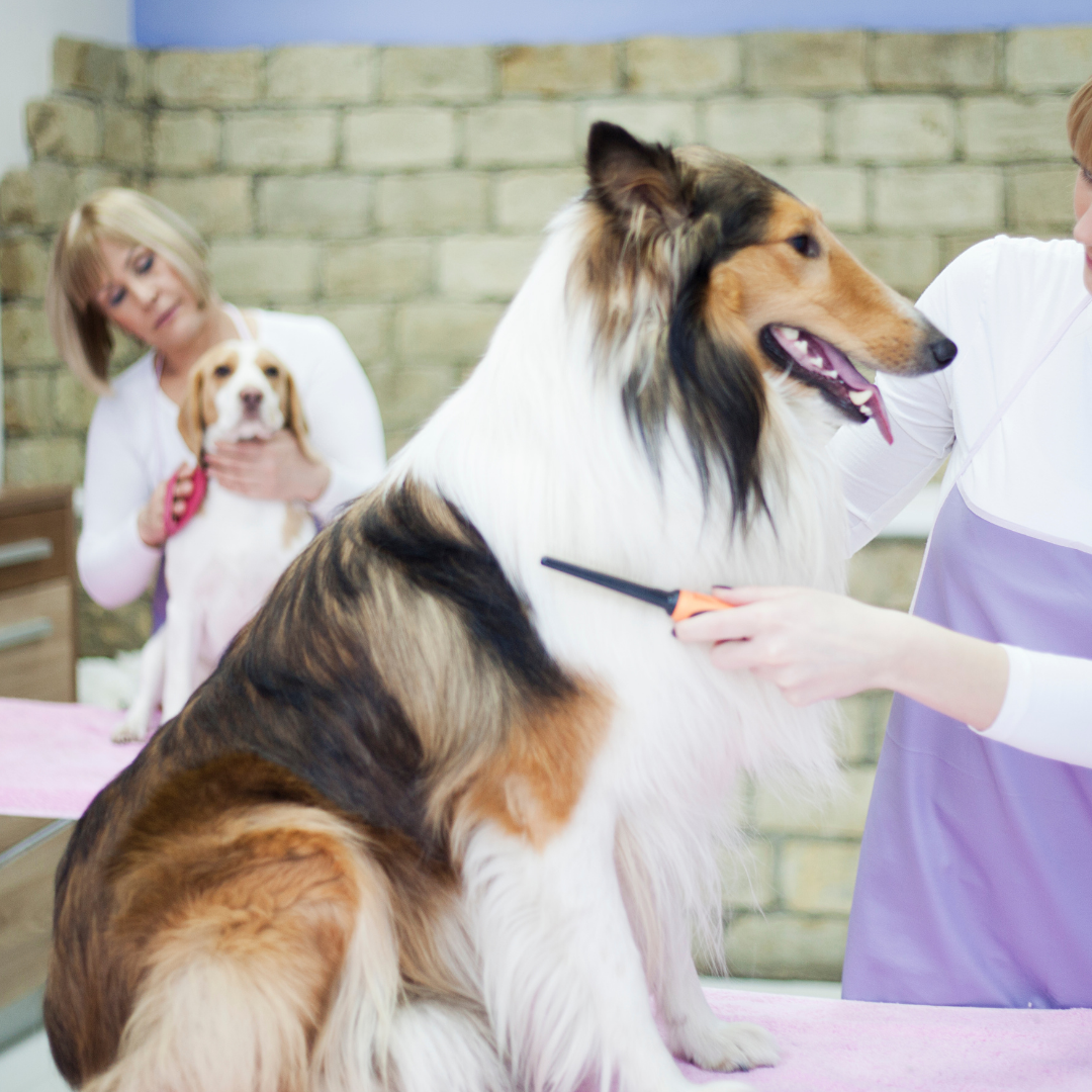 Sozu Ball Tip Dog Grooming Scissor Rainbow Triple Set (6552191828002)