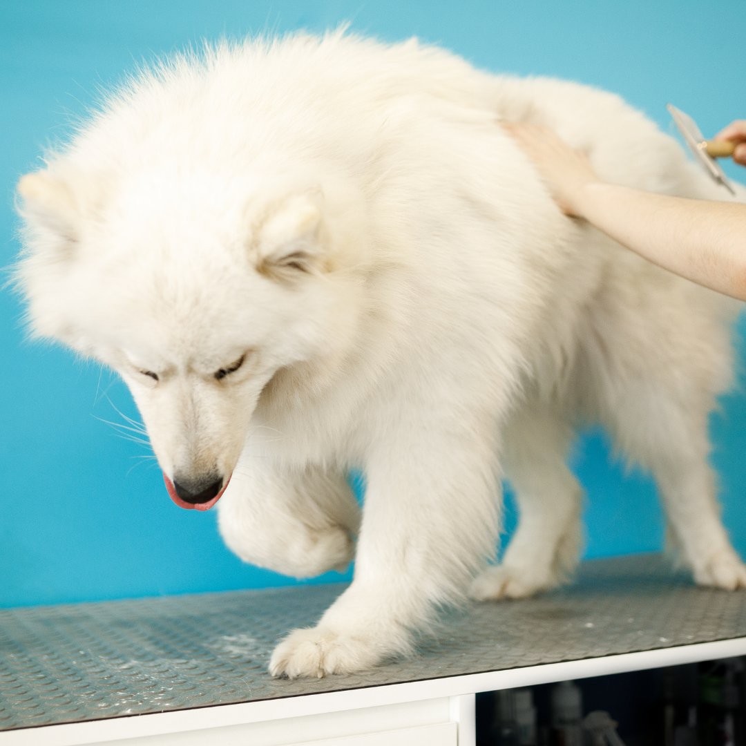 Sozu Ball Tip Dog Grooming Scissor Rainbow Duo (6552190287906)