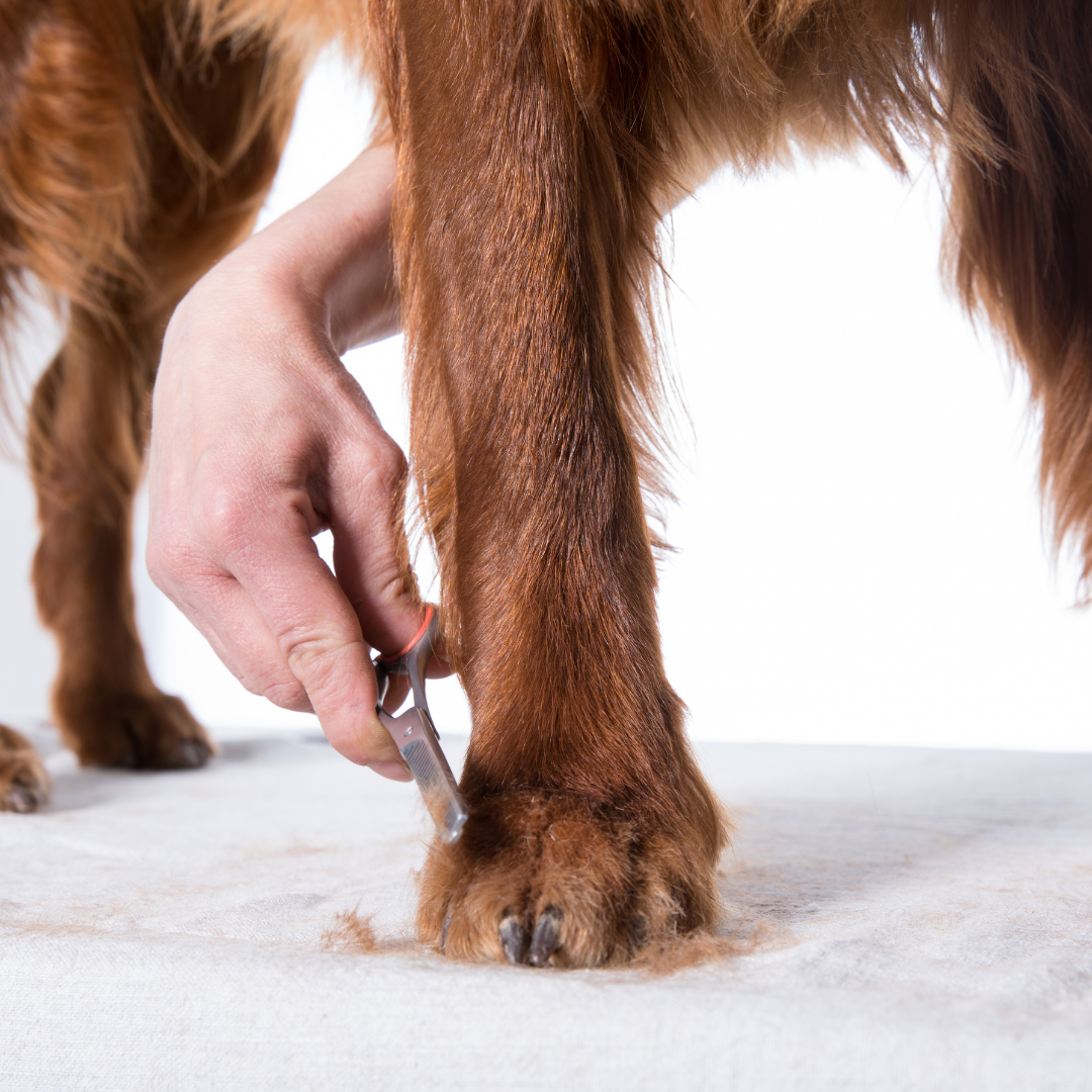 Sozu Flo Ball Tip Dog Grooming Scissor Black Duo (6553209962530)