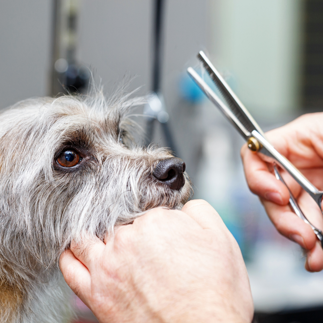 Matsui Matte Black 24 Tooth Texturising Dog Grooming Scissor (3534879424617)