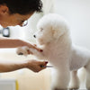 Matsui Select Dog Grooming Scissor Set (3534878146665)